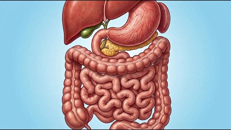 Isolated digestive system illustration with liver stomach pancreas and intestines