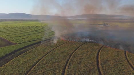 through the ashes, a drone reveals controlled burn managing sugarcane farmlands in south africa