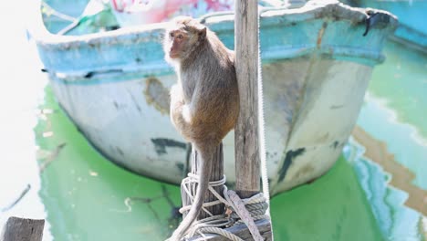 monkey ascending a mast by a colorful boat