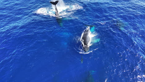 aerial view of humpback whales and calf swimming in blue sea water, drone shot