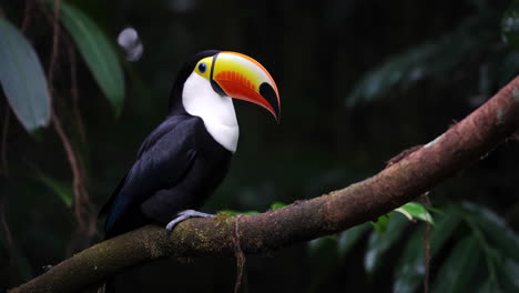 a beautiful toucan perched on a branch in the jungle