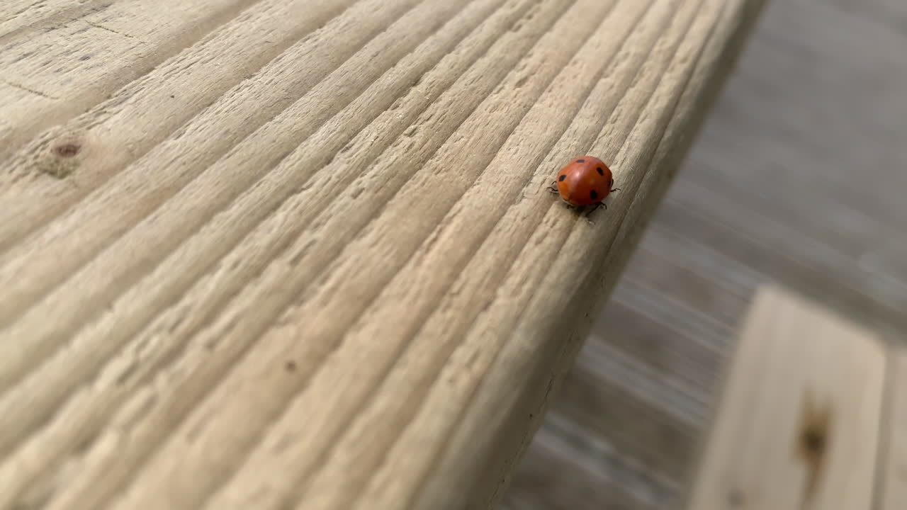 una mariquita mariposa corriendo en una mesa de madera