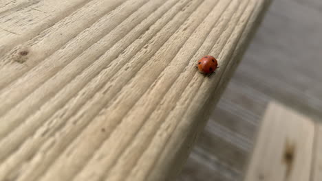 a ladybug ladybird running on a wooden table