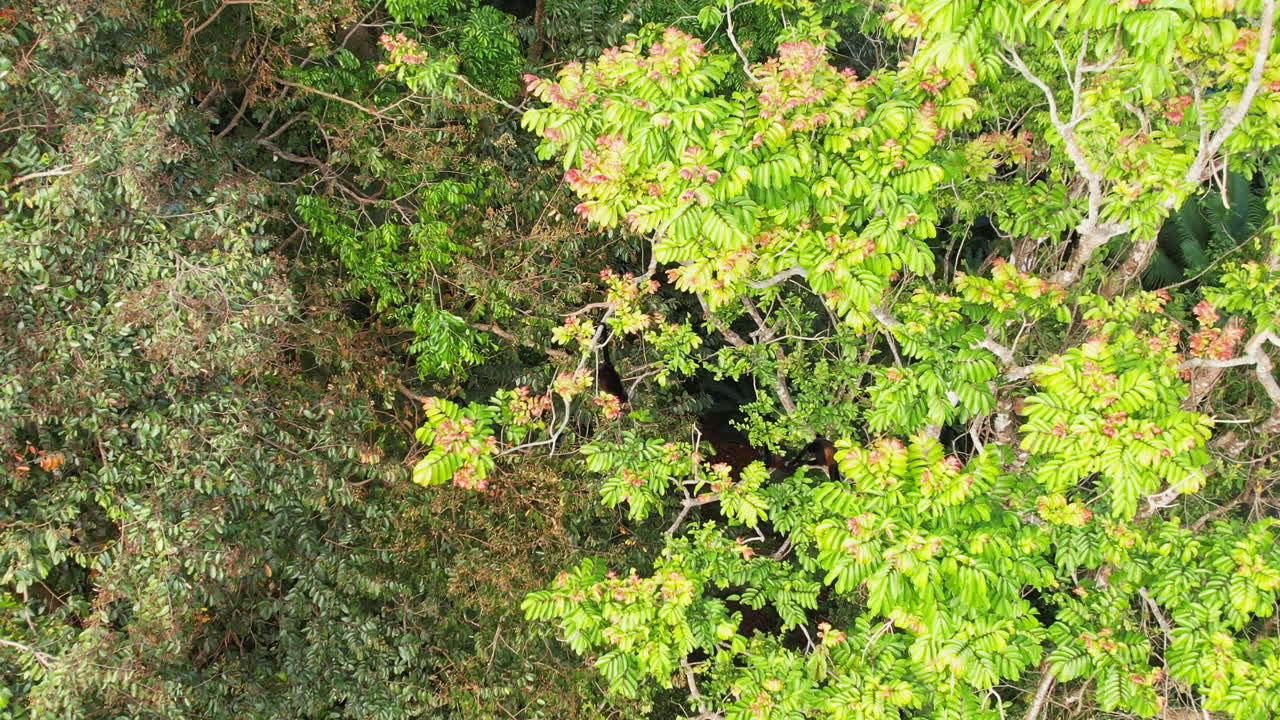 la graciosa danza de ateles geoffroyi en el desierto de costa rica.