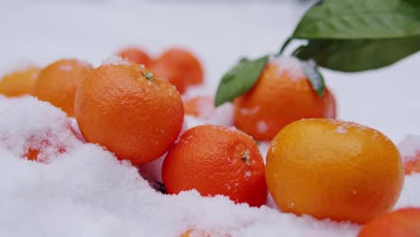naranjas mandarinas cubiertas de nieve