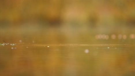 robin at a pond in autumn