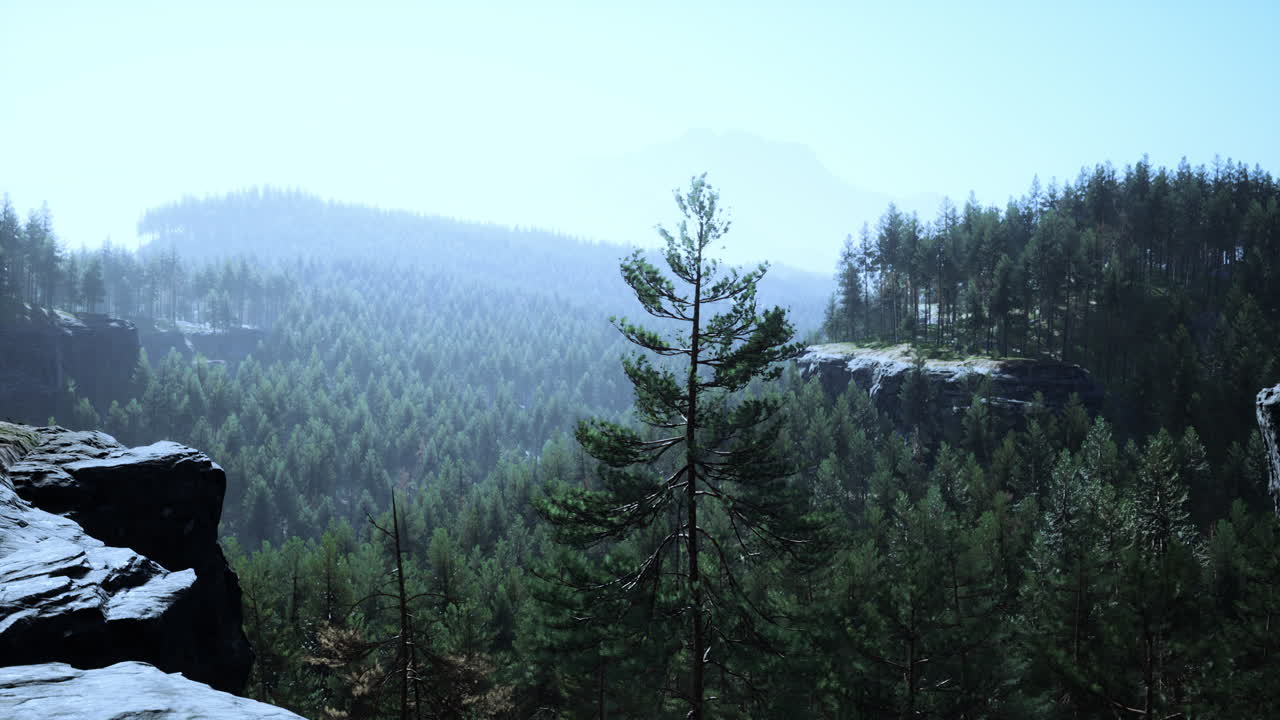hermoso bosque perenne remoto en la montaña