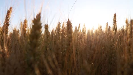 sunshine through golden wheat field moving by the wind in slow motion with narrow focus
