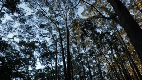 looking up in eucalyptus forest - 360 degree spin on tripod - blue sky, green leaves, golden hour - 4k 59