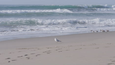 Slow-motion-shot-of-a-seagull