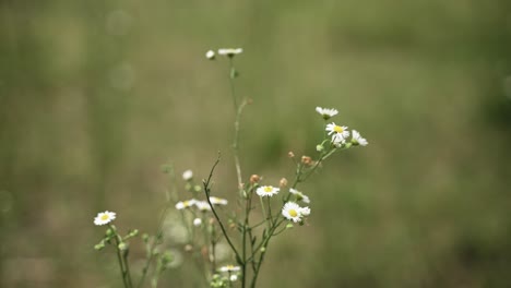 Spring-flowers