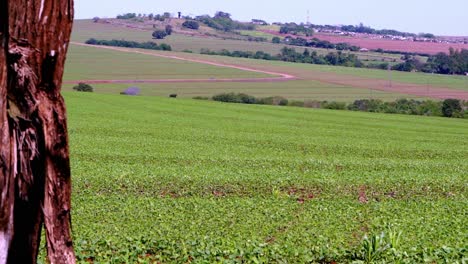 established shot of green soybean field at agricultural farm, narrowed road going uphill