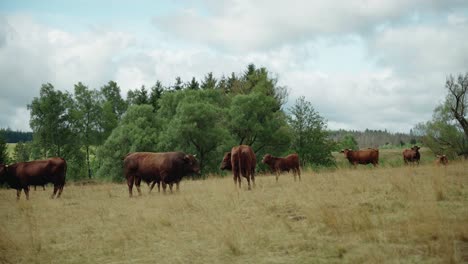 Toro-Macho-Tratando-De-Aparearse-Con-Vaca-Hembra-En-Tierras-De-Cultivo