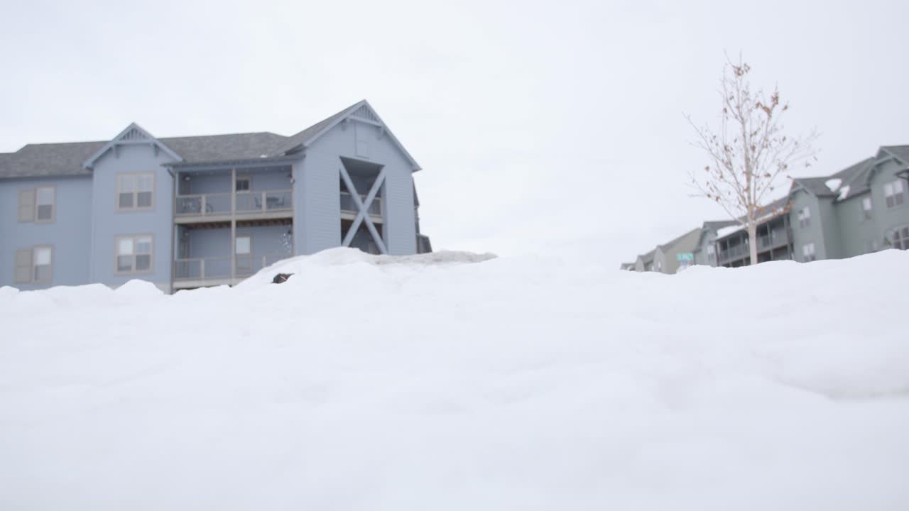 슬로우 모션으로 카메라를 향해 달리는 호주 셰퍼드