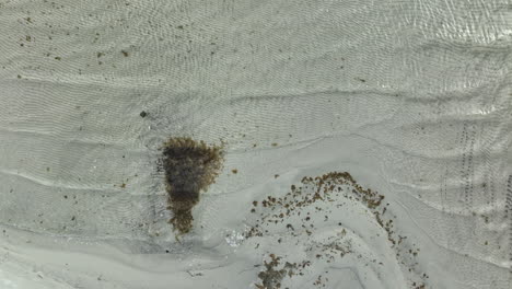 aerial top-down view of a sandy beach with distinct wave patterns and accumulations of seaweed, showcasing the natural interaction between the ocean and the shoreline