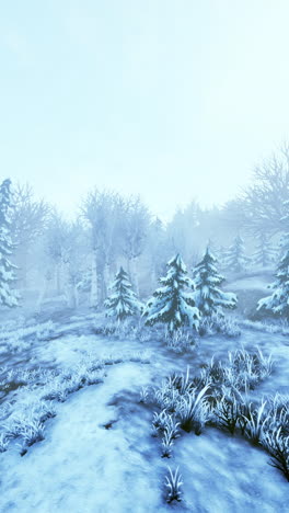 winter forest scene