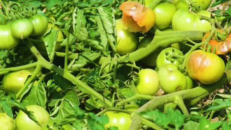 unripe tomatoes on vine in sunny garden, close-up view with leaves