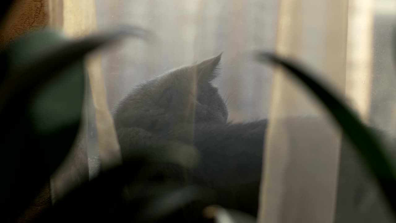 회색 고양이가 창문 앞에 투명한 커튼 뒤에 앉아 창문을 바라보고 있다