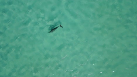 top down shot of a dolphin swimming in the shallow waters of indian ocean near the shore of western australian outback during bright sunny day