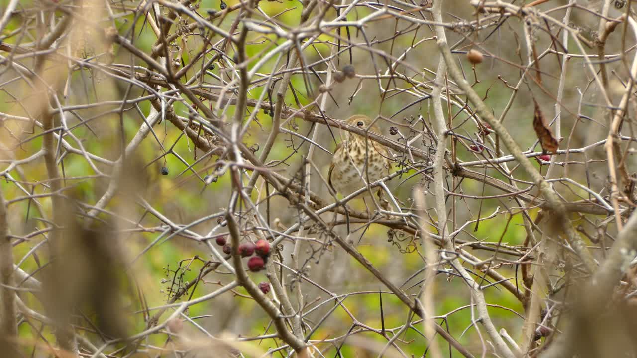Wild Bird, Beautiful North American Songbird Perched During Fall