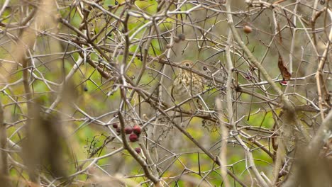 wild bird, beautiful north american songbird perched during fall