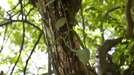 Vanilla Pompona In Tropical Islands Of Guadeloupe, In The Caribbean Lesser Antilles