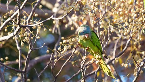 a blue-crowned parakeet , natural habitat