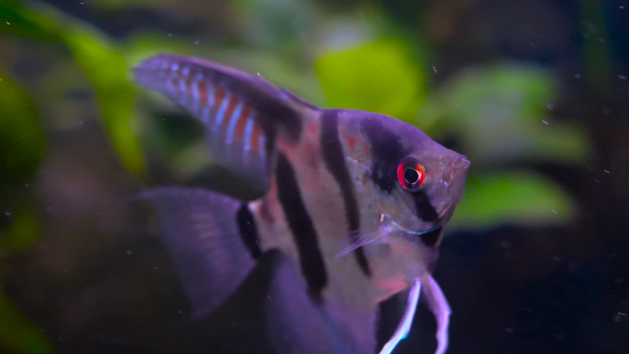 Close up shot with a freshwater angelfish swimming, blurred background