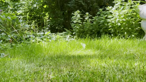 Grün-schwarzer-Rasenmäher-Schneidet-Die-Weide-In-Nahaufnahme-Auf-Dem-Boden-Bei-Sonnenschein