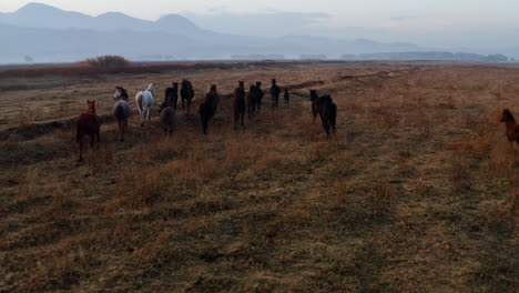 wild horses running on scenic landscape near hürmetci village, between cappadocia and kayseri, turkey - drone shot