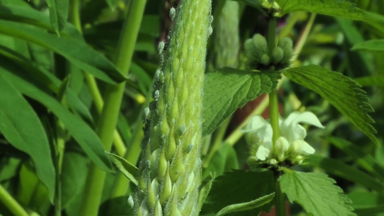 Lupin Aphids on Lupin flower head