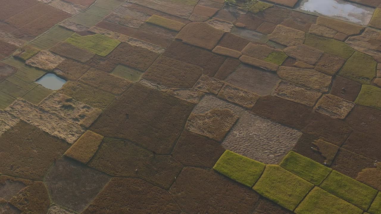 volando sobre grandes campos con arrozales maduros en la temporada de cosecha en bangladesh