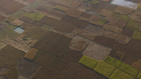 Volando-Sobre-Grandes-Campos-Con-Arrozales-Maduros-En-La-Temporada-De-Cosecha-En-Bangladesh