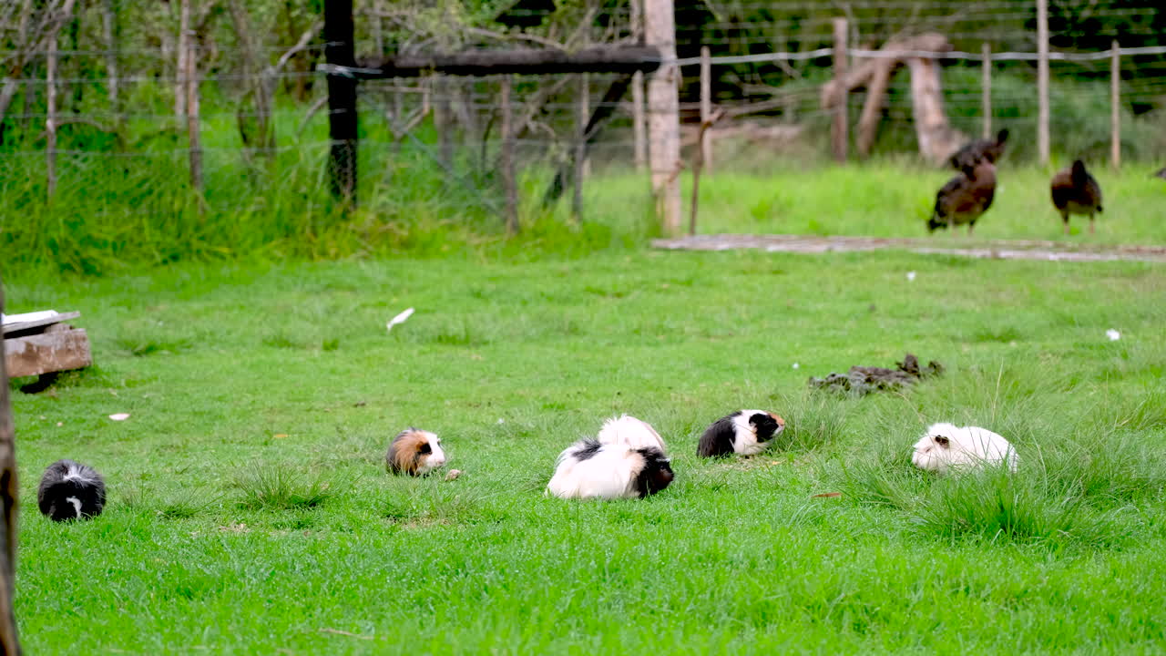 가축 기니피그가 울창한 초록 잔디에서 사육하는 집단