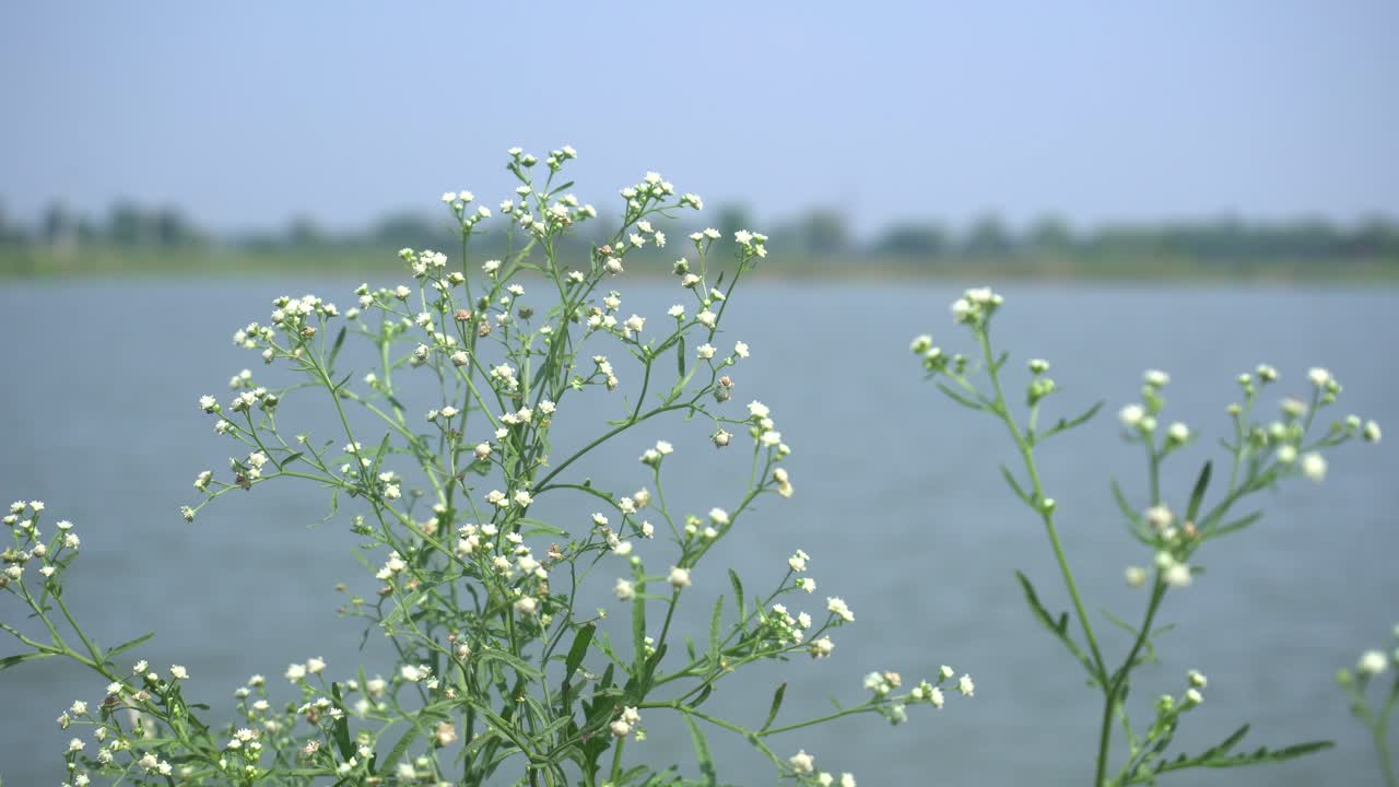 파르테니움은 꽃 분자에서 자라는 다양한 질병을 일으키는 독성 식물입니다.