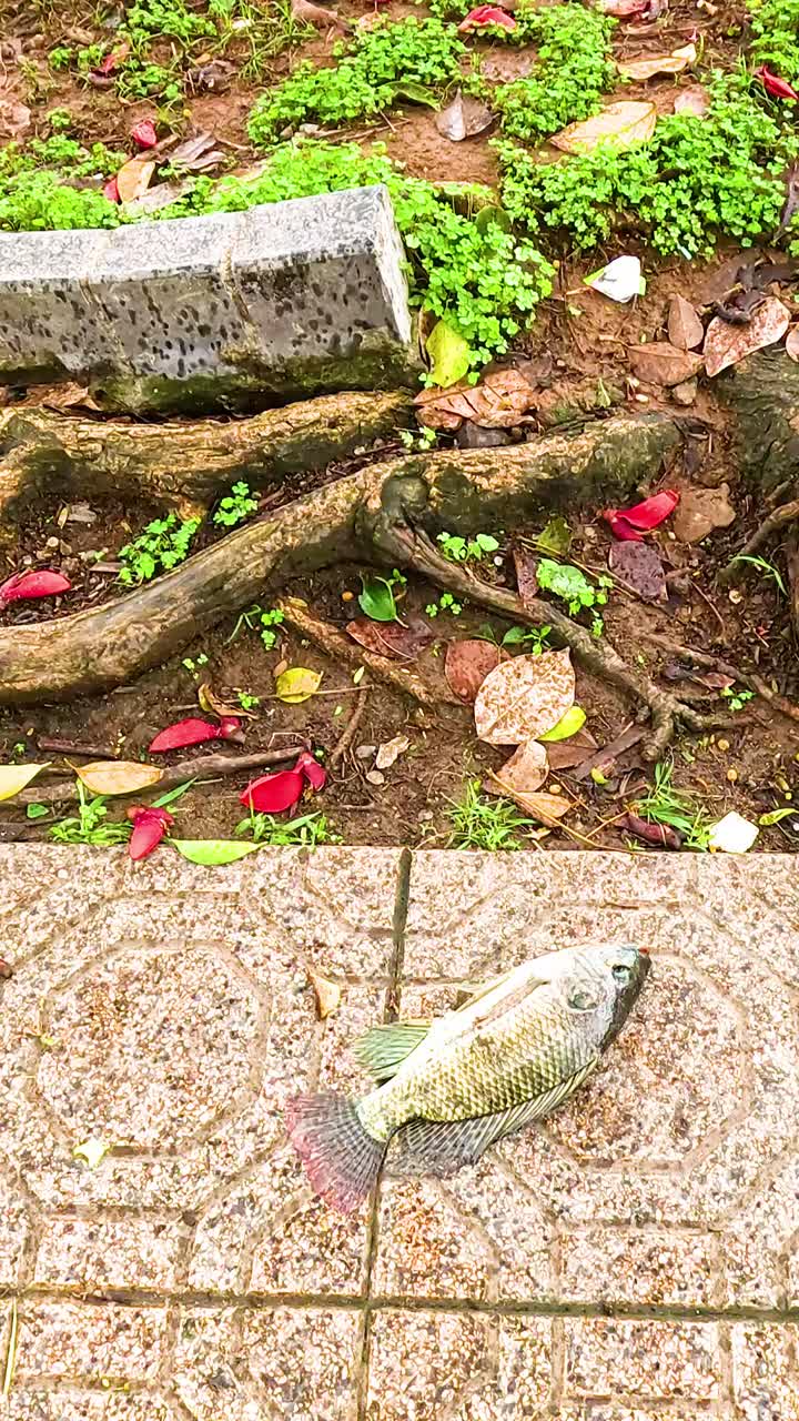 하노이 의 나무 뿌리 근처 의 보행자 길 에 있는 물고기