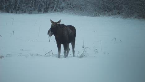 wild moose search for food under snow and looks to camera, slow motion view