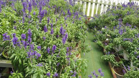 the beautiful flowers and grass beds of cameron highlands malaysia