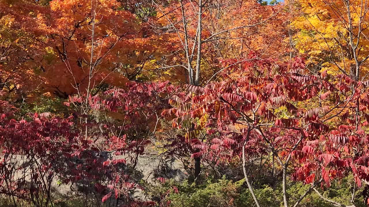 드론 뷰에서 가을 숲을 통과하는 숲길