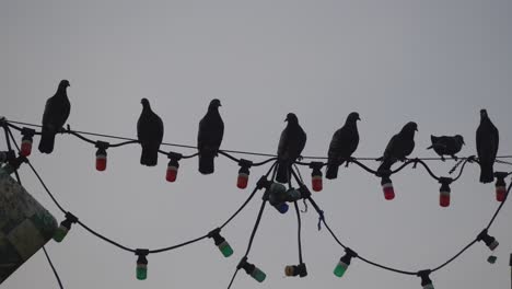 Taube-Bleibt-Am-Elektrokabel.