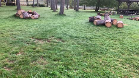 Logs from Pine Trees
