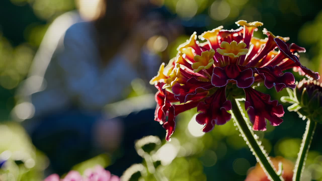Woman taking a picture of a flower in a garden