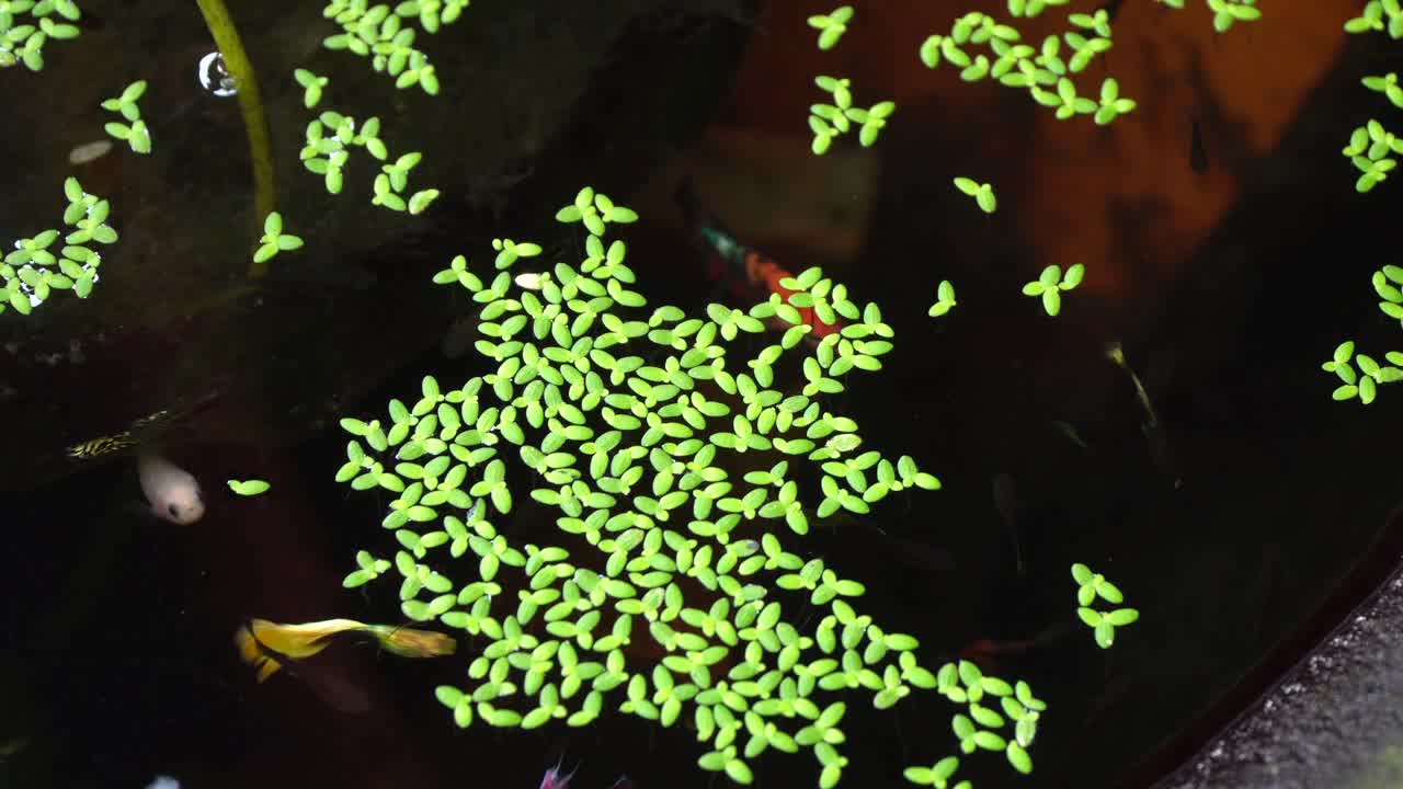 태국 치앙마이에 흐르는 물이 있는 어항