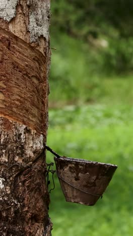 a serene view of a rubber tree with a coconut shell collecting latex in a lush thai plantation