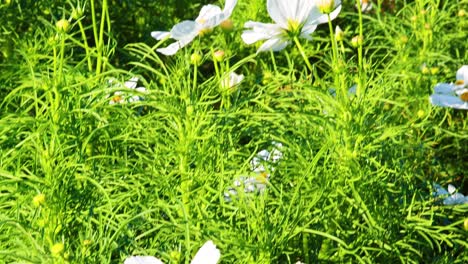 white cosmos flowers in a garden