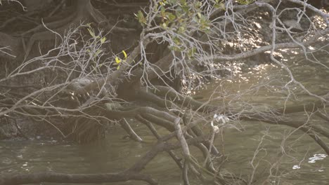 Pollution-and-plastic-bags-in-mangroves-along-the-Brisbane-River-mangroves,-Queensland,-Australia