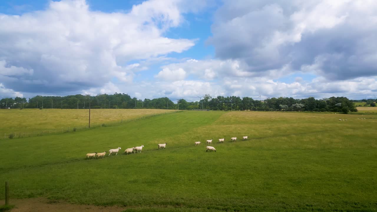 Imagens de drone sobrevoando ovelhas caminhando por um campo na paisagem escocesa.