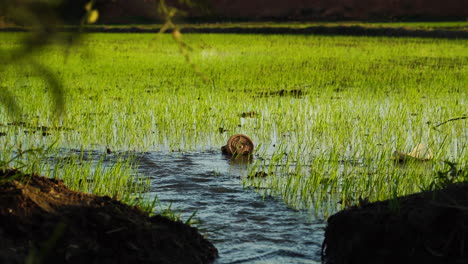 low angle view of irrigating paddy fields and water flowing through channels for cultivation of rice crops