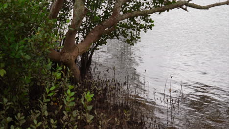 mangroves and reeds on the banks of the hawkesbury river, nsw australia
