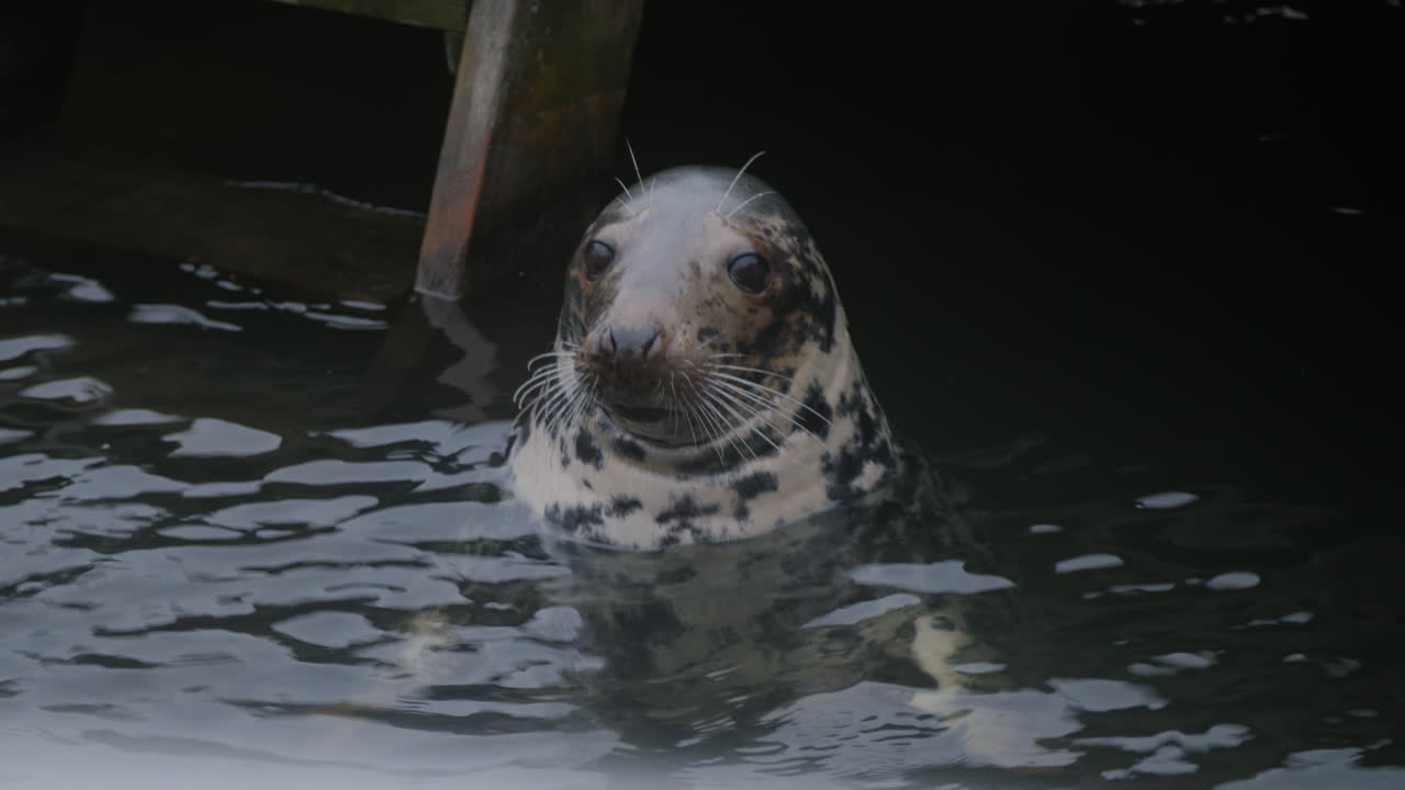 observe cómo una foca común respira por la nariz, sacude los bigotes y cierra los ojos en el museo al aire libre skansen en estocolmo, suecia.